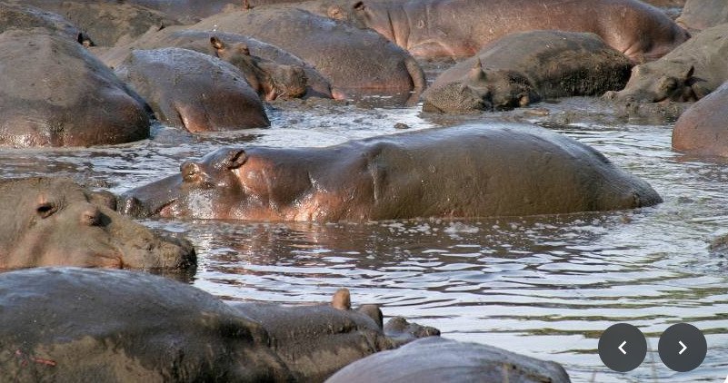 arena executive hotel near katavi national park